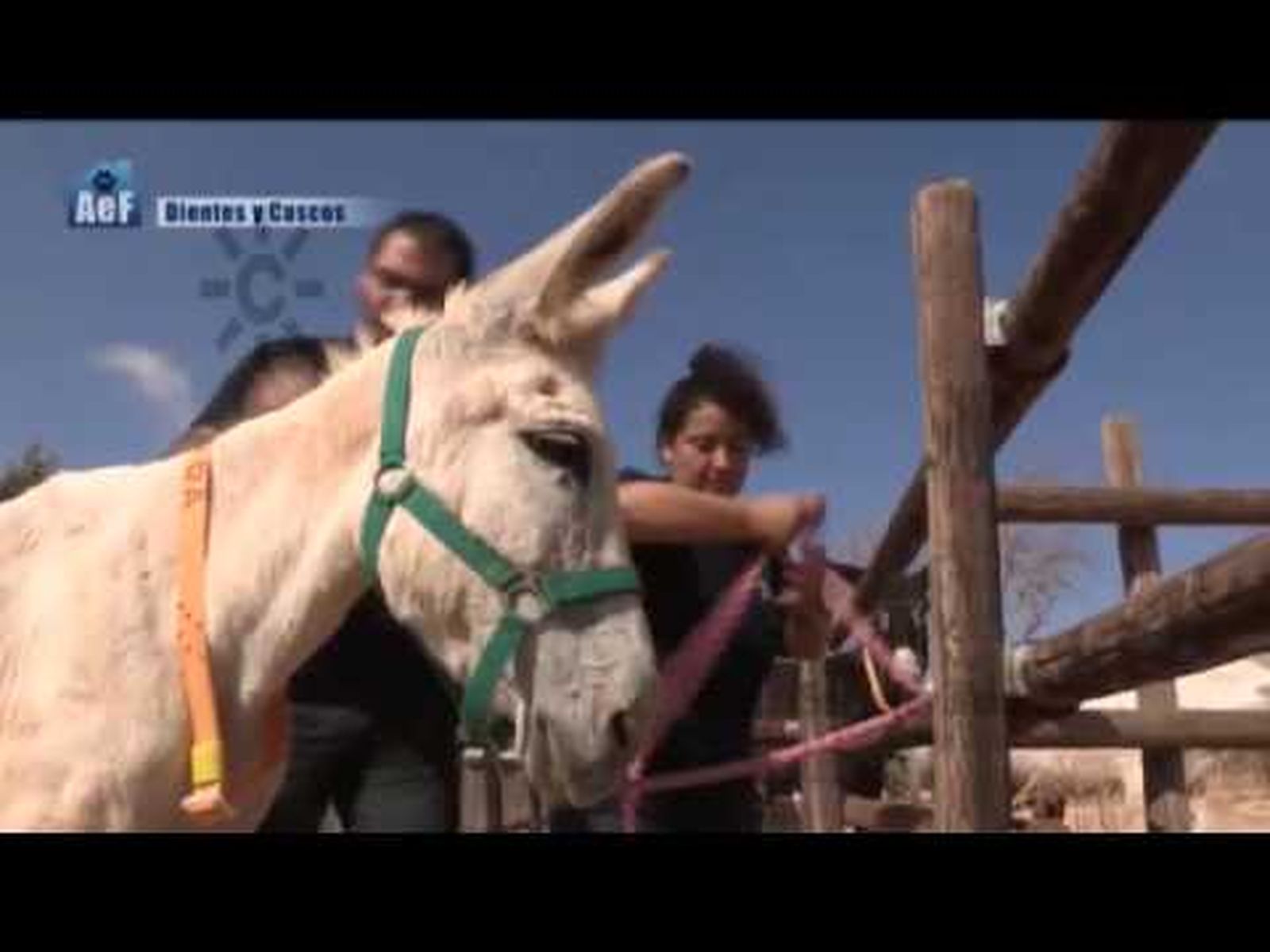 La burrita Dora se pone a punto