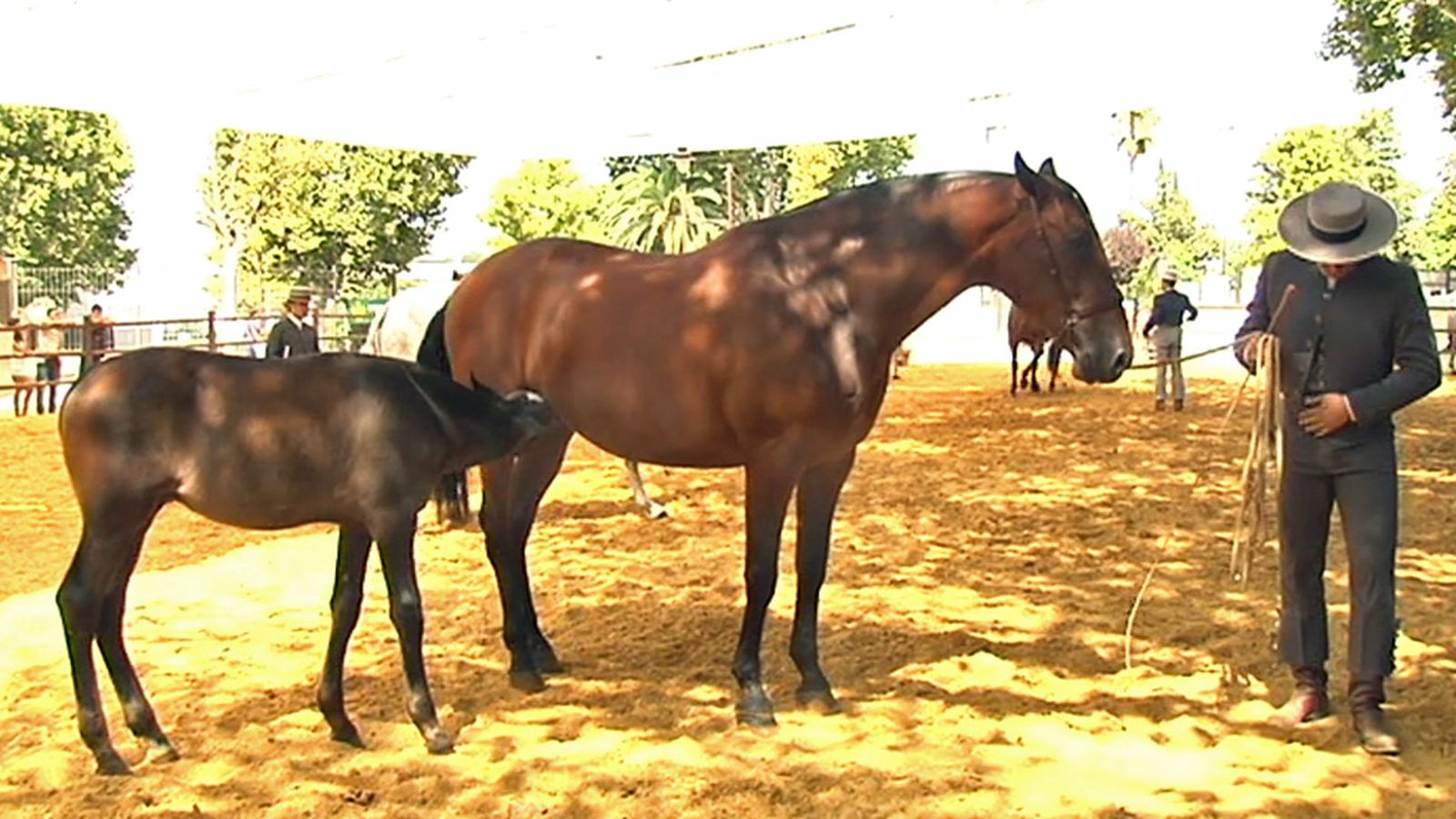 Caballos Andújar 1024