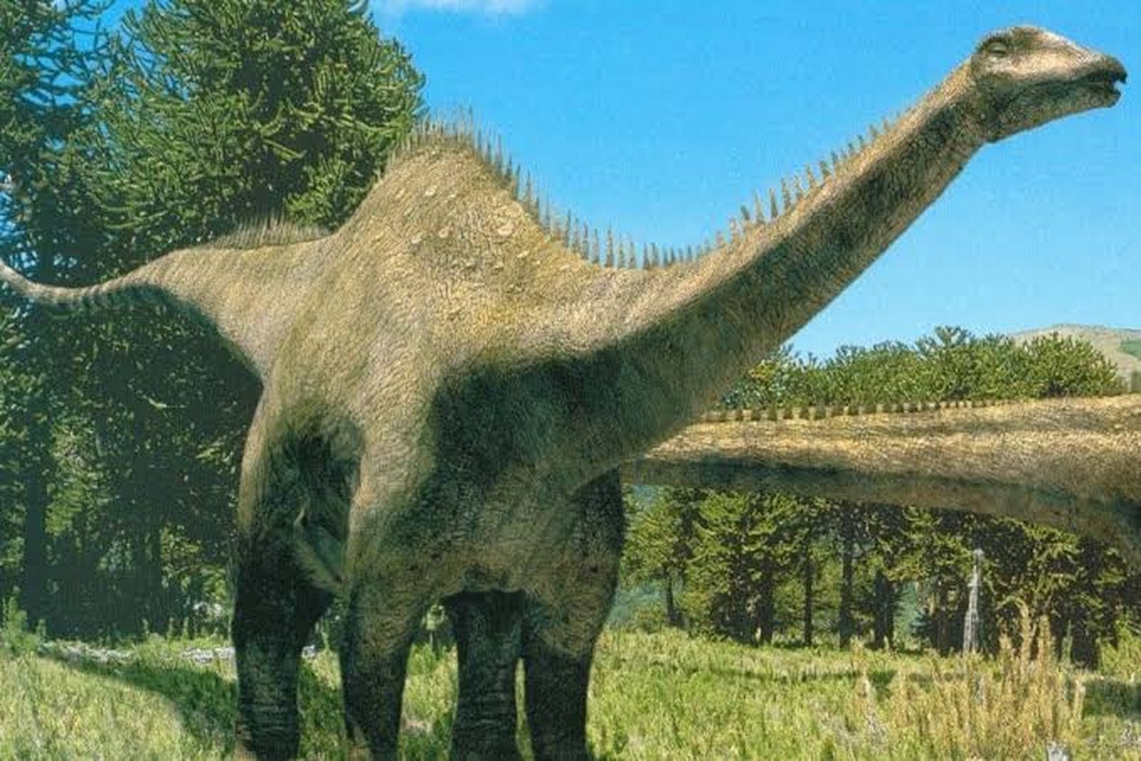 Diplodocus