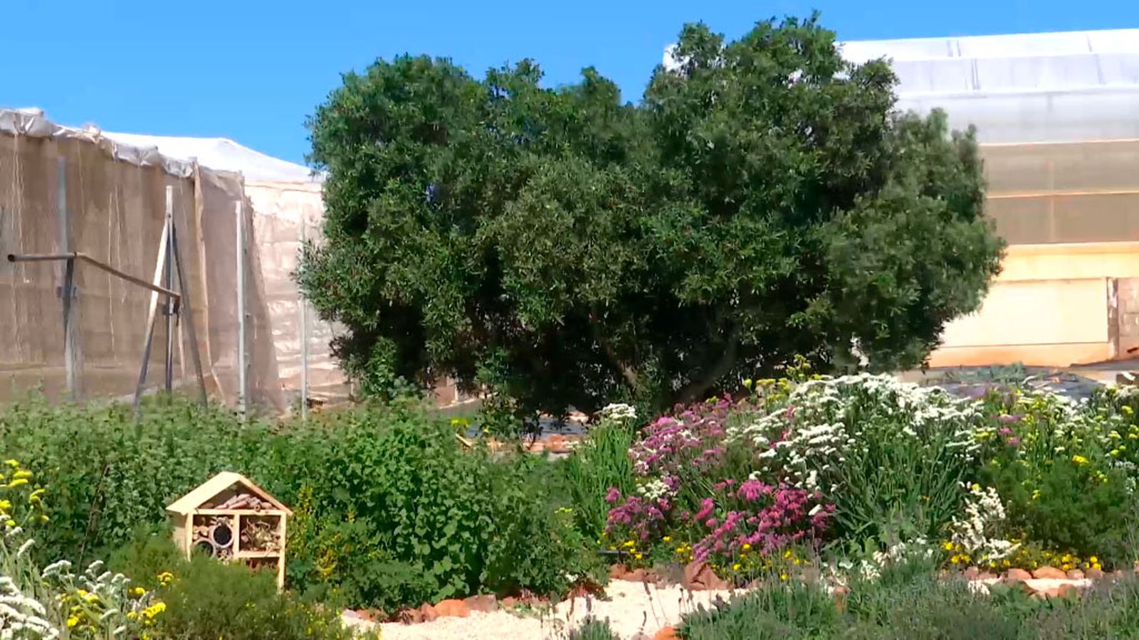 Hoteles de insectos para combatir las plagas agrícolas