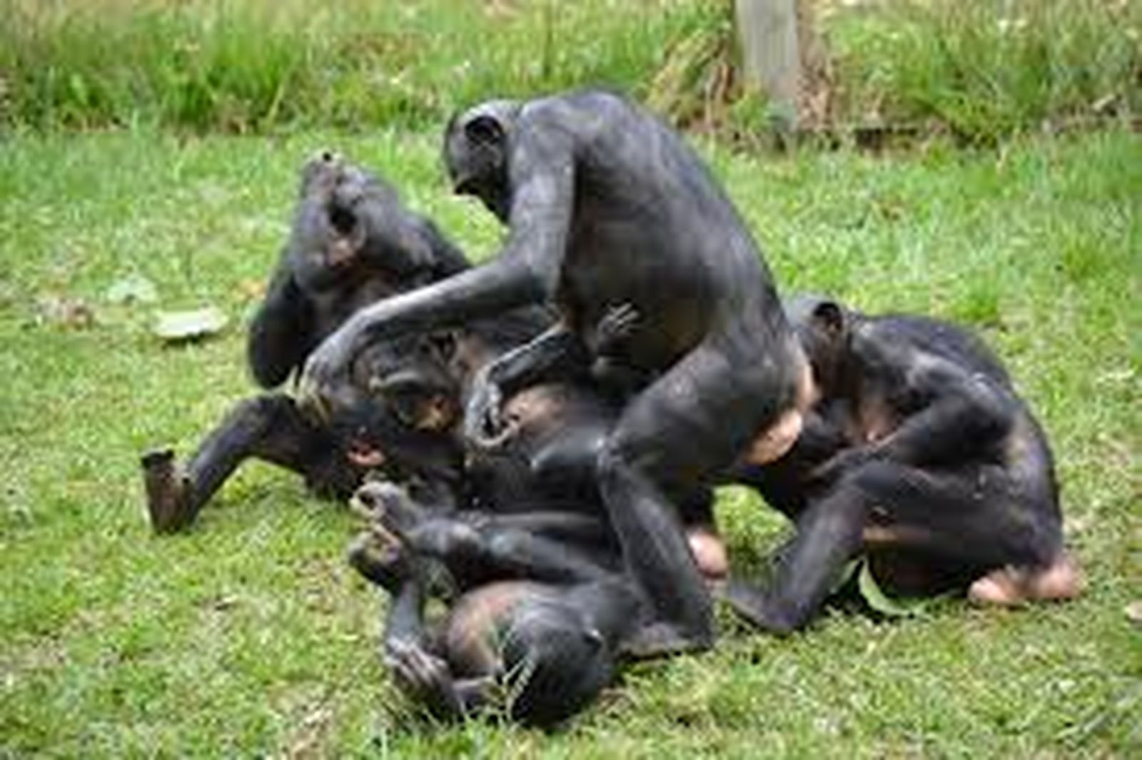bonobos