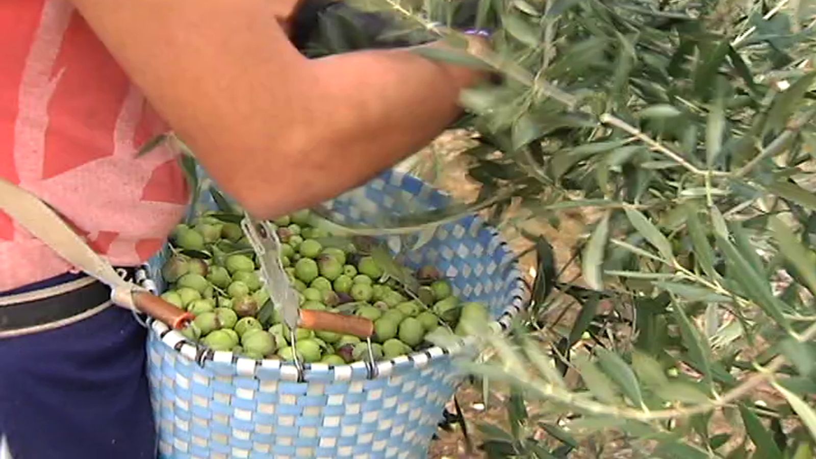 Aceituna de mesa Huelva 1024