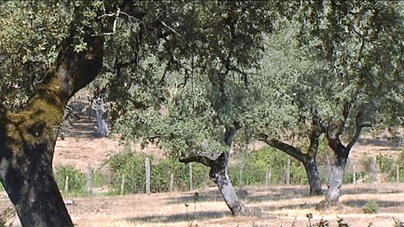 encina