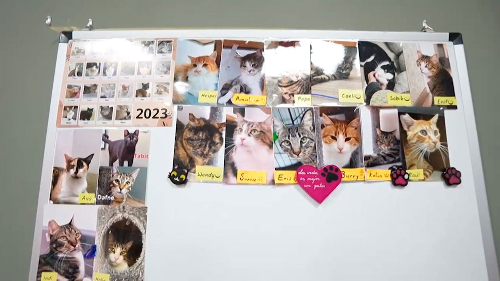 patas arriba oh my cat gatos cartel  1024x576