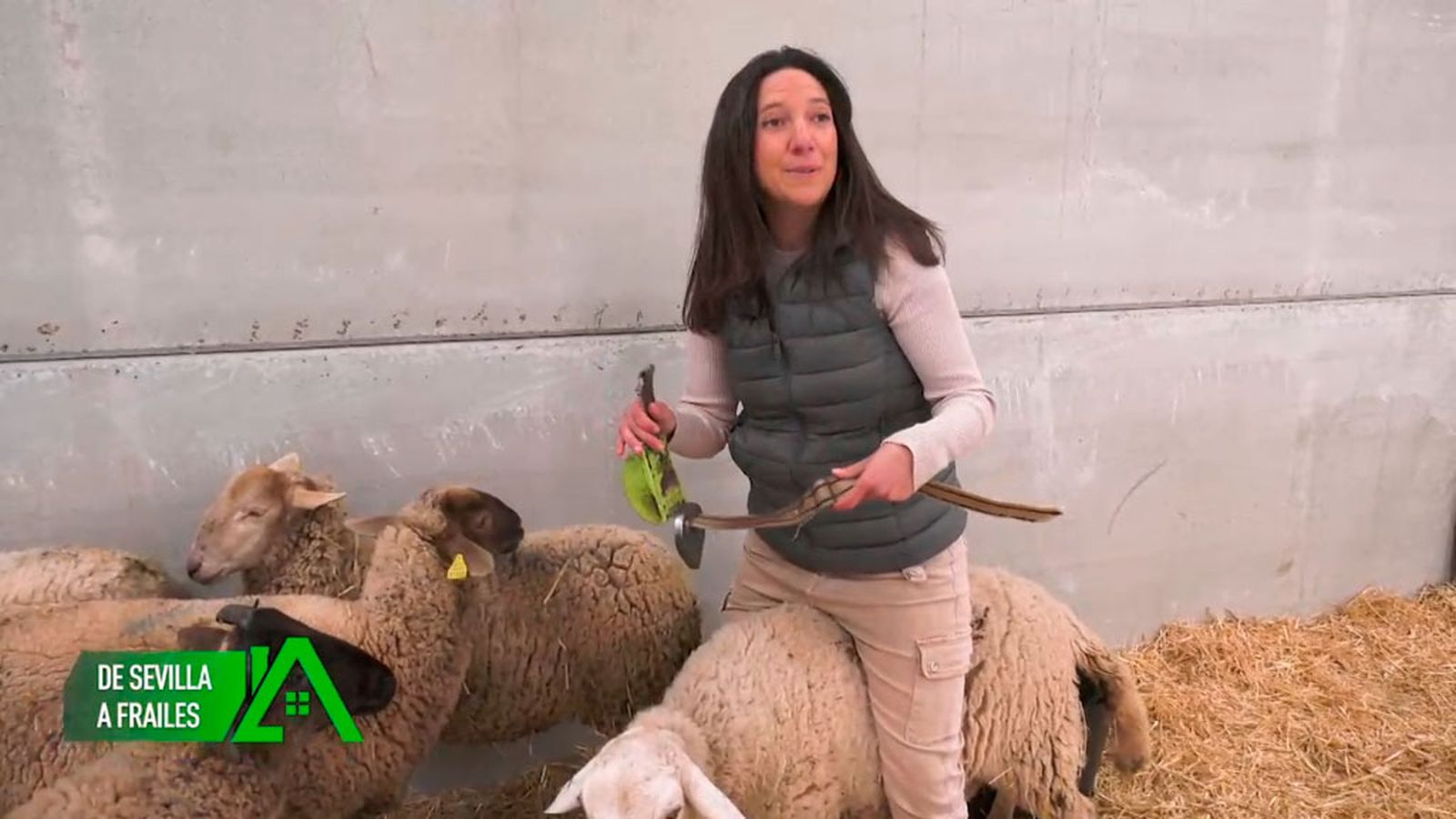 En Los Frailes dirige una ganadería ovina en ecológico con más de 300 ovejas