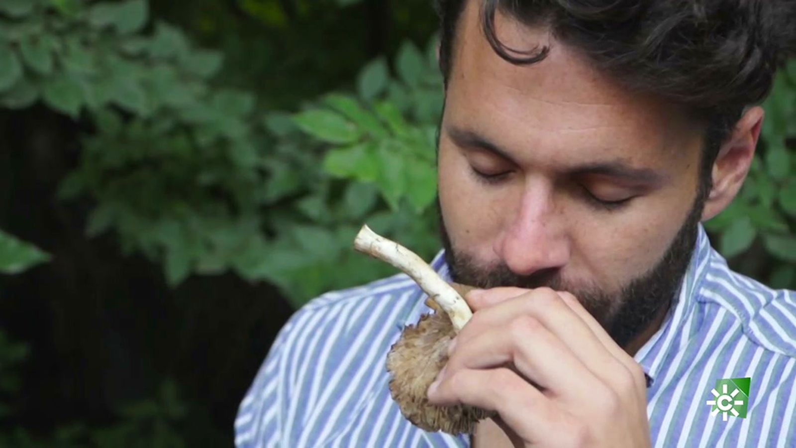 Las setas de álamo, un recurso propio de la gastronomía de Doña Mencía