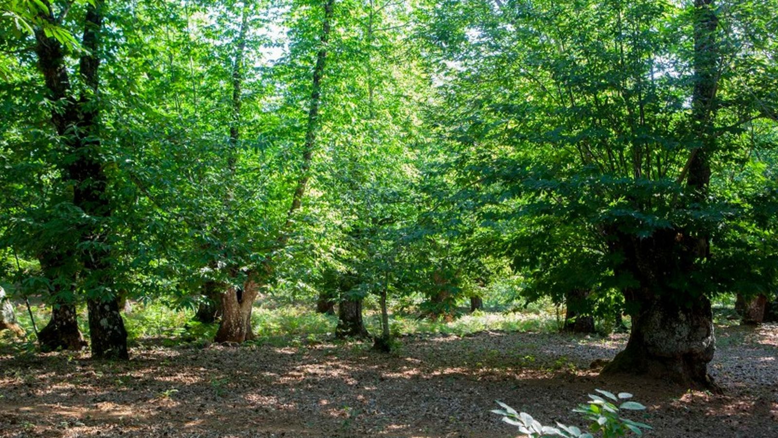 ANDALUCÍA ES NATURALEZA JORGE MOLINA