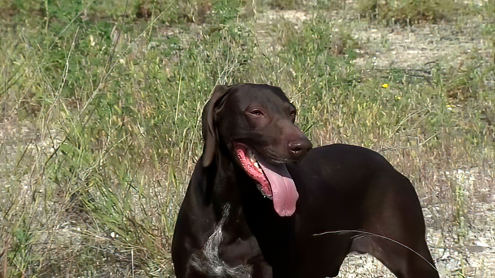 Cómo adiestrar a un perro para el cobro a ciegas