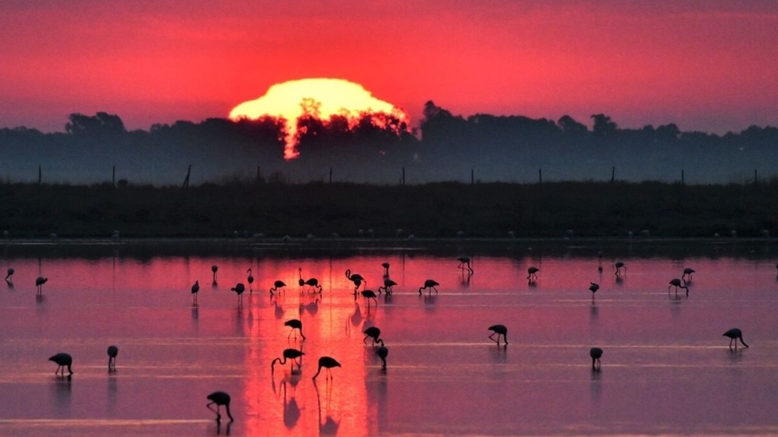 Doñana Veta la palma