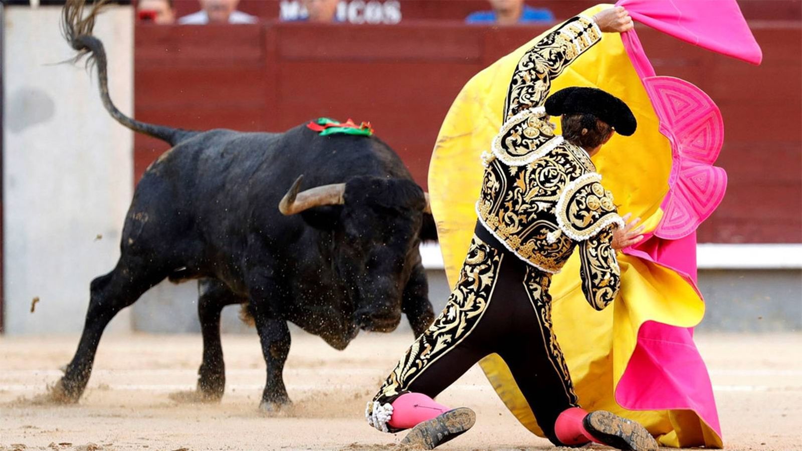 Toros generica