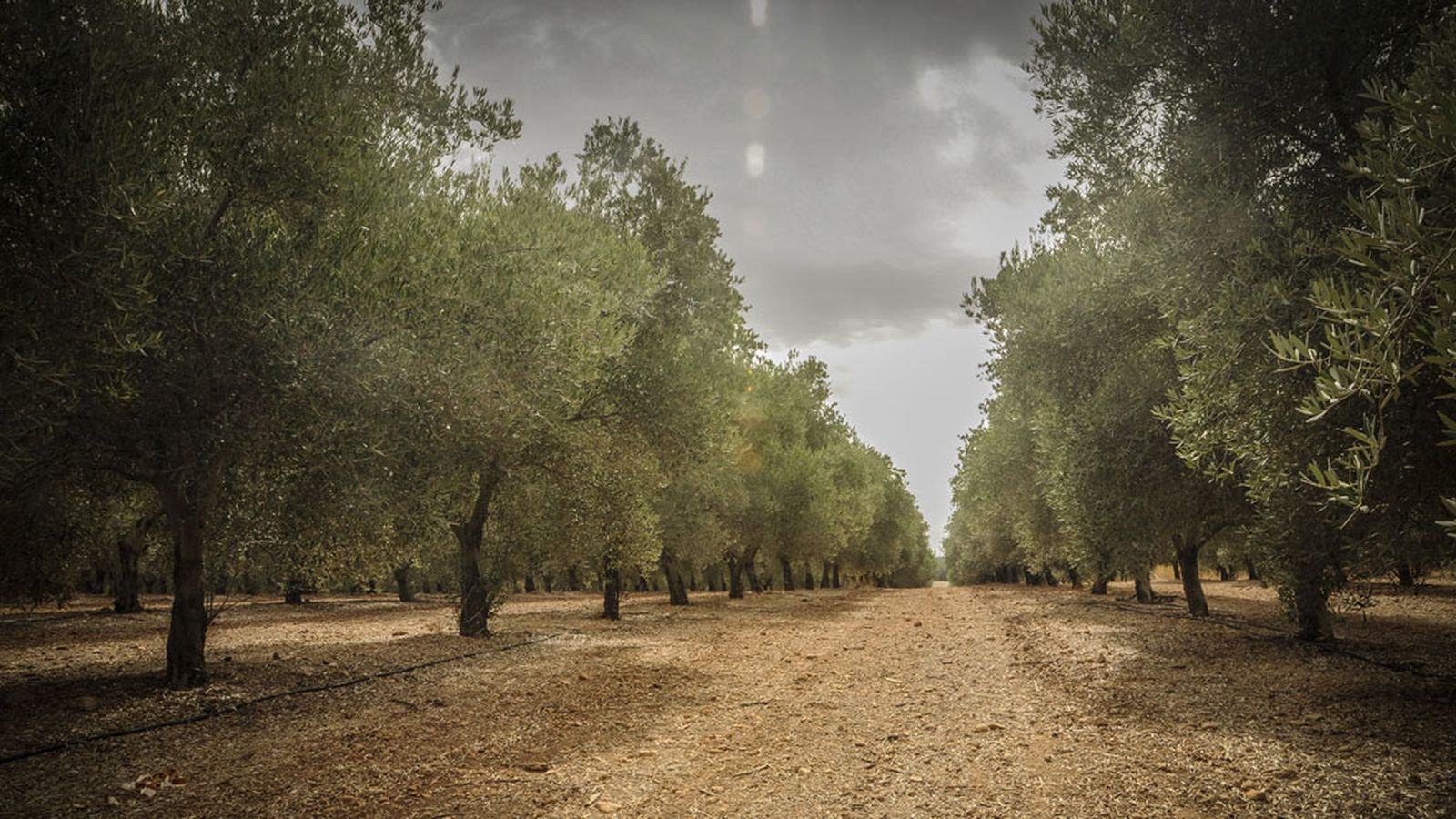 Foto Entre olivos 1024x576