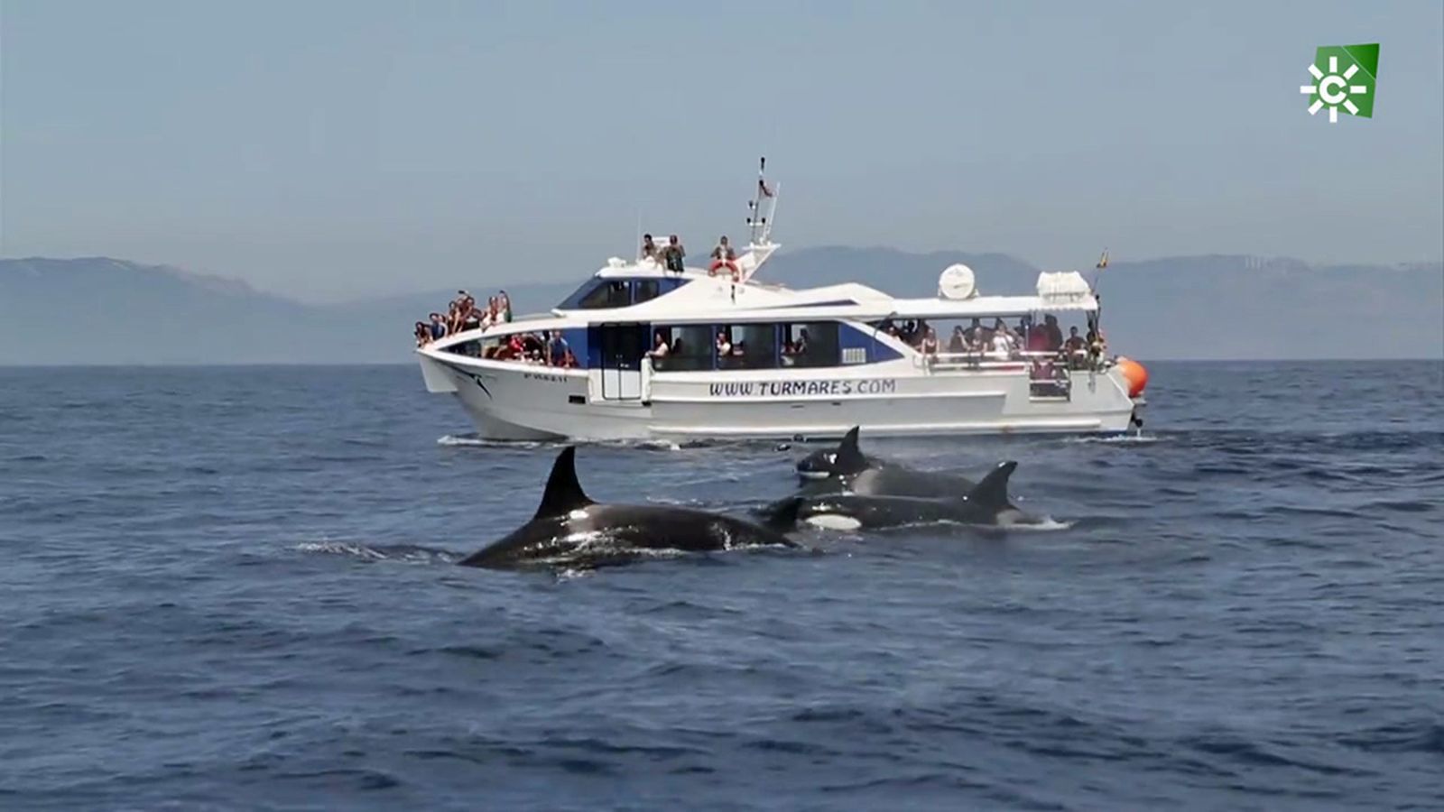 Si quieres ver delfines y orcas, pon rumbo al Estrecho de Gibraltar