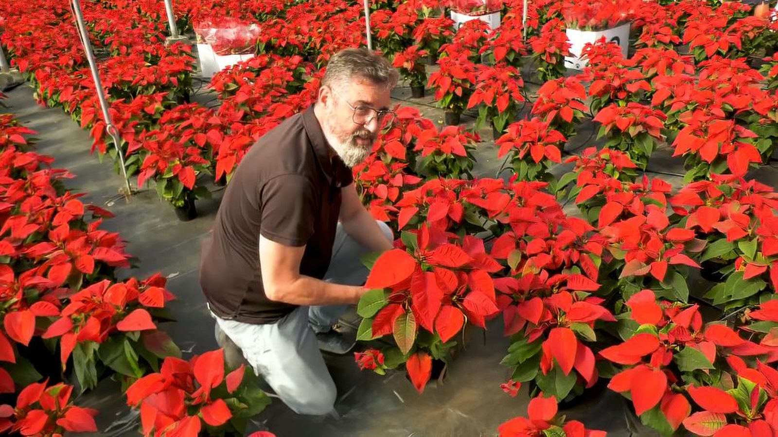 El Ejido lidera la producción de flores de pascua con más de 3 millones, siendo la roja la favorita