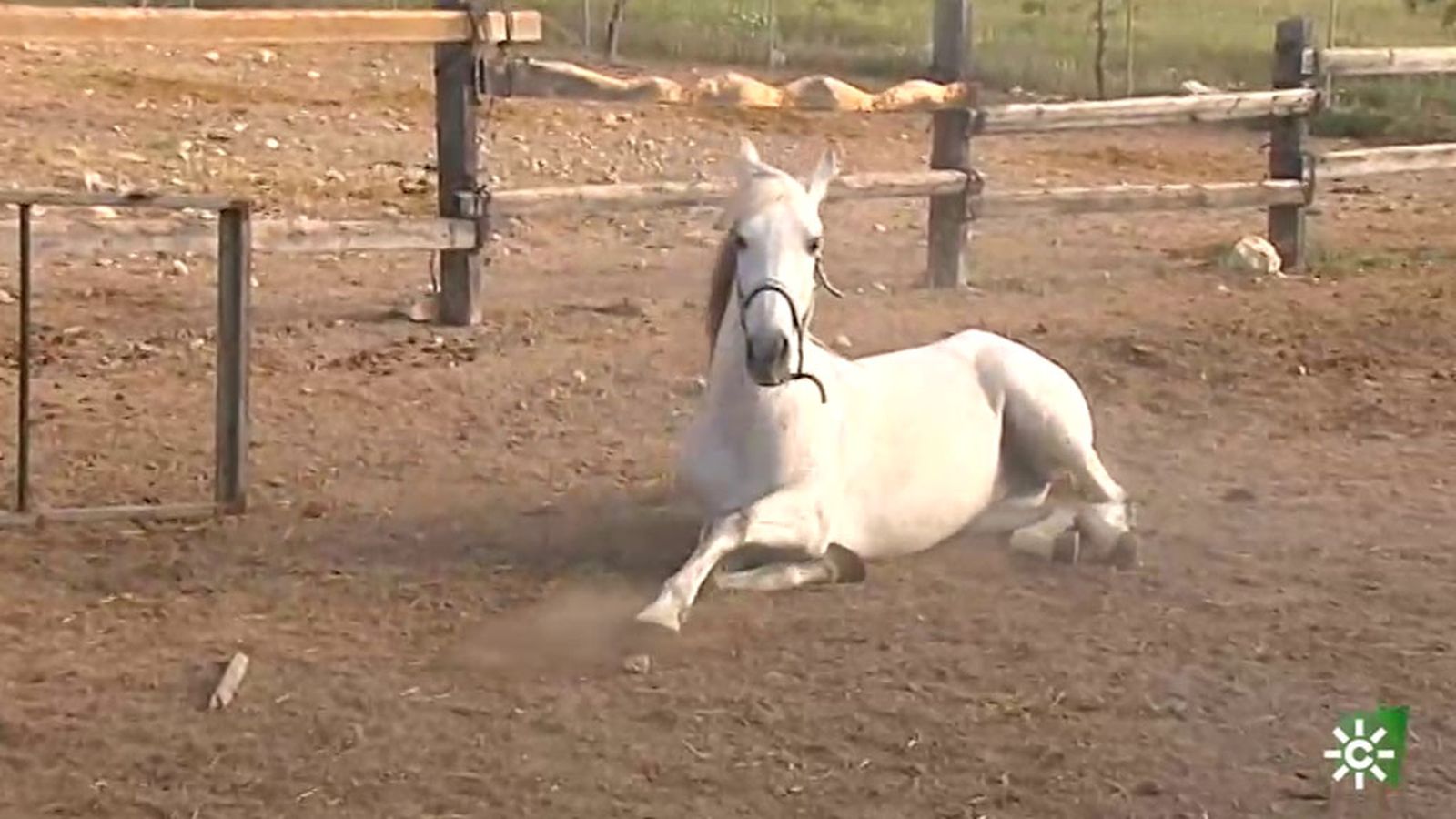 FOTO CABALLO