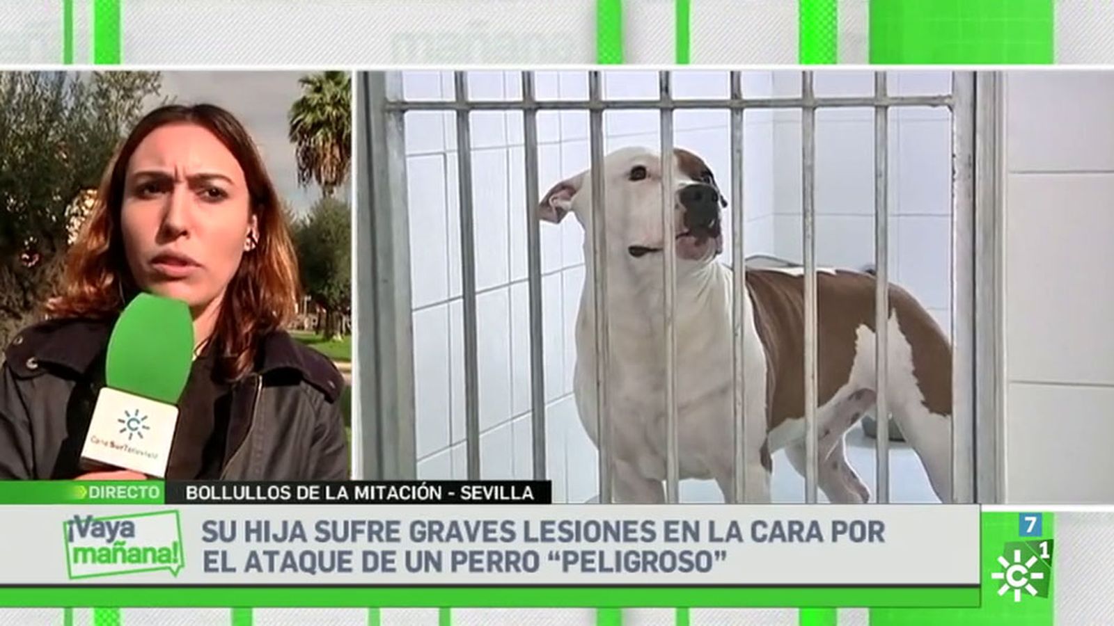 tapa destacado perro