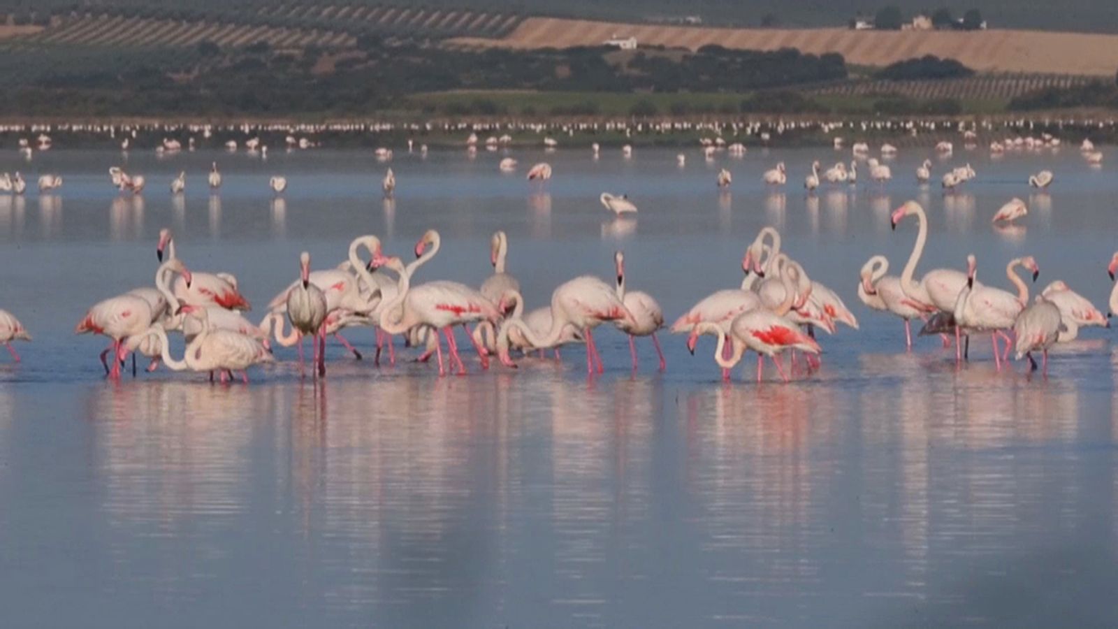 Flamencos Fuente de Piedra