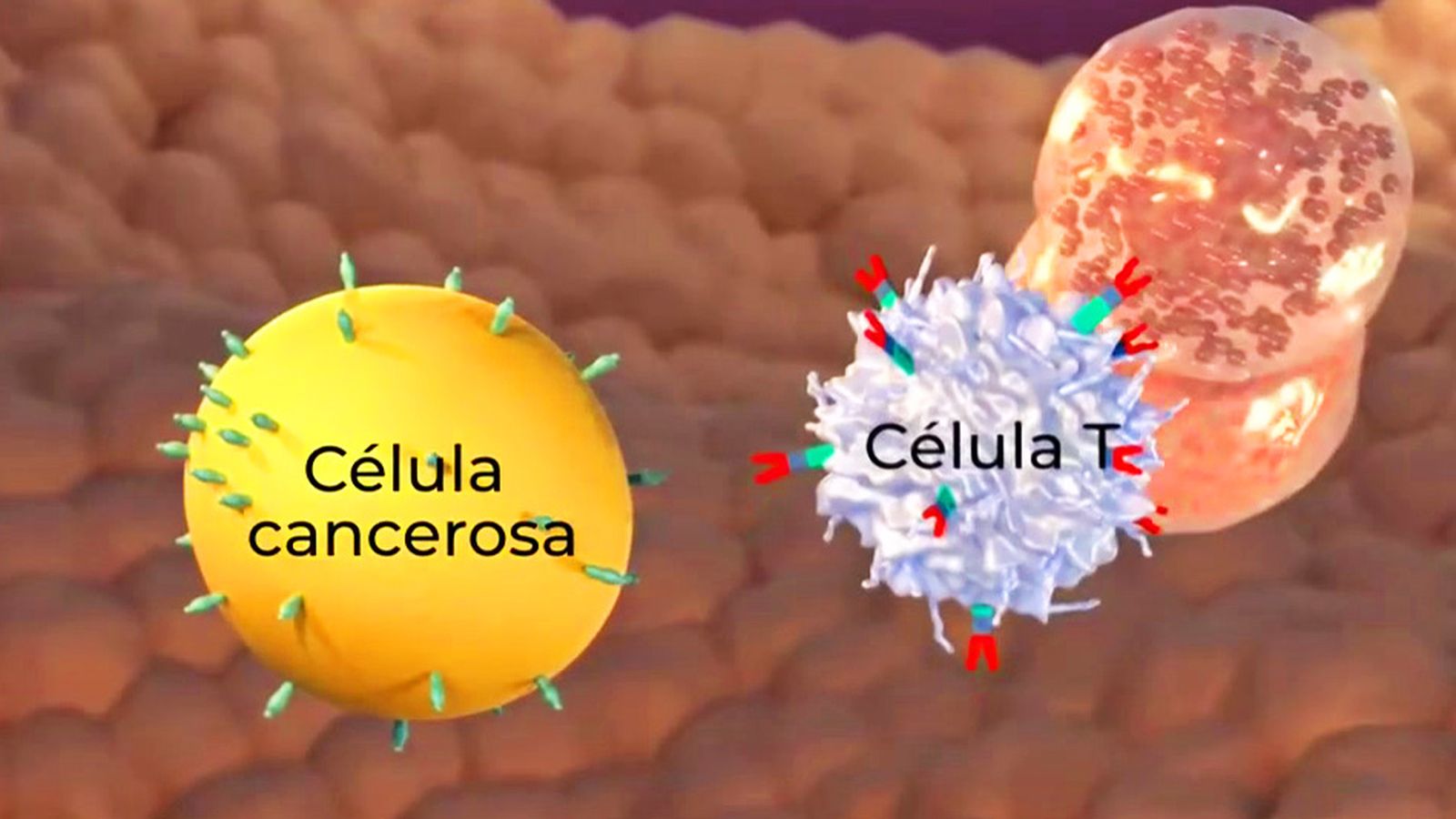 Interleuquina 7, un paso más en la inmunoterapia contra el cáncer