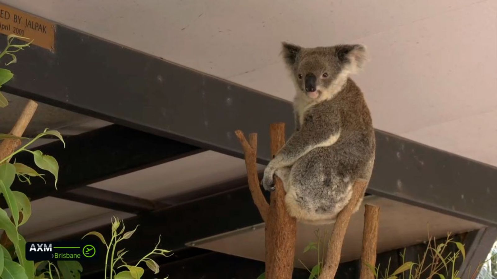 andalucia mundo brisbane koala solo 1024x576