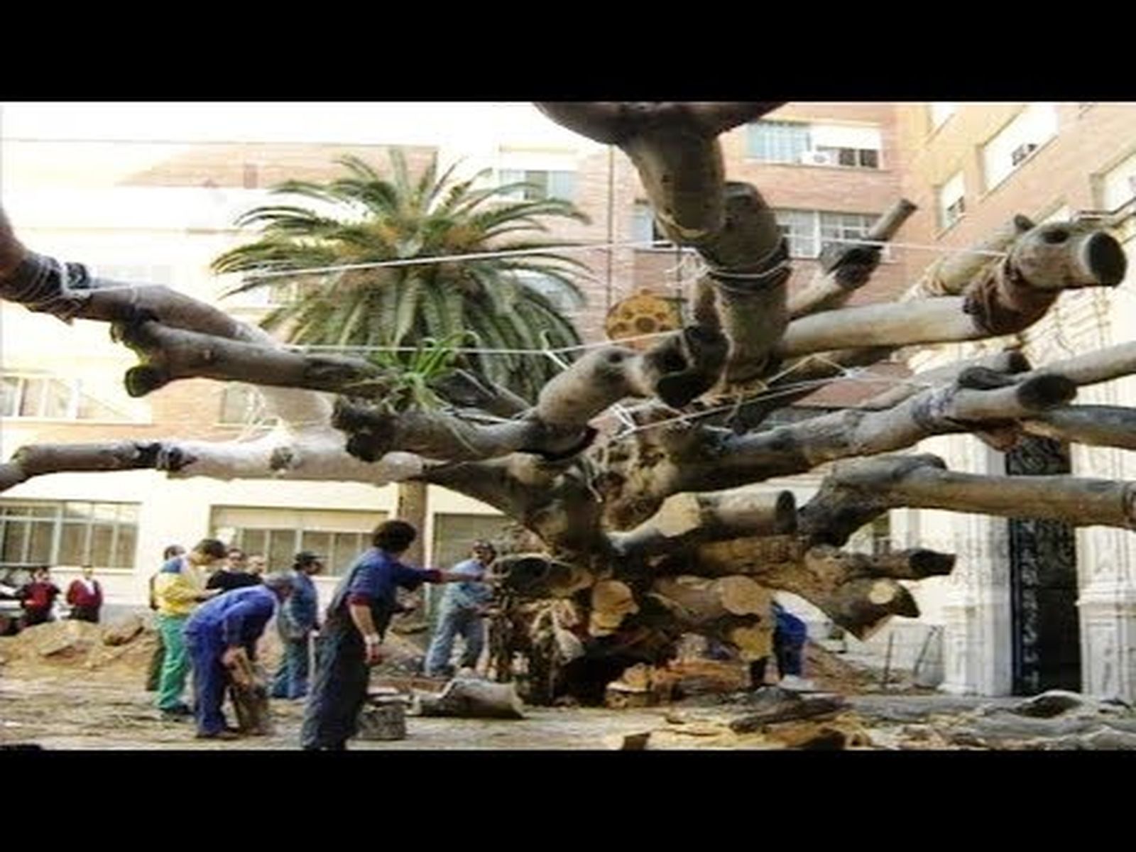 Drago centenario de Cádiz replantado después de ser derribado por un temporal