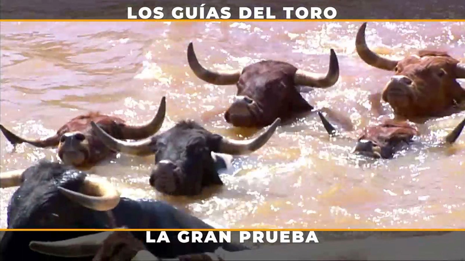 La obediencia total de los cabestros se entrena en el agua