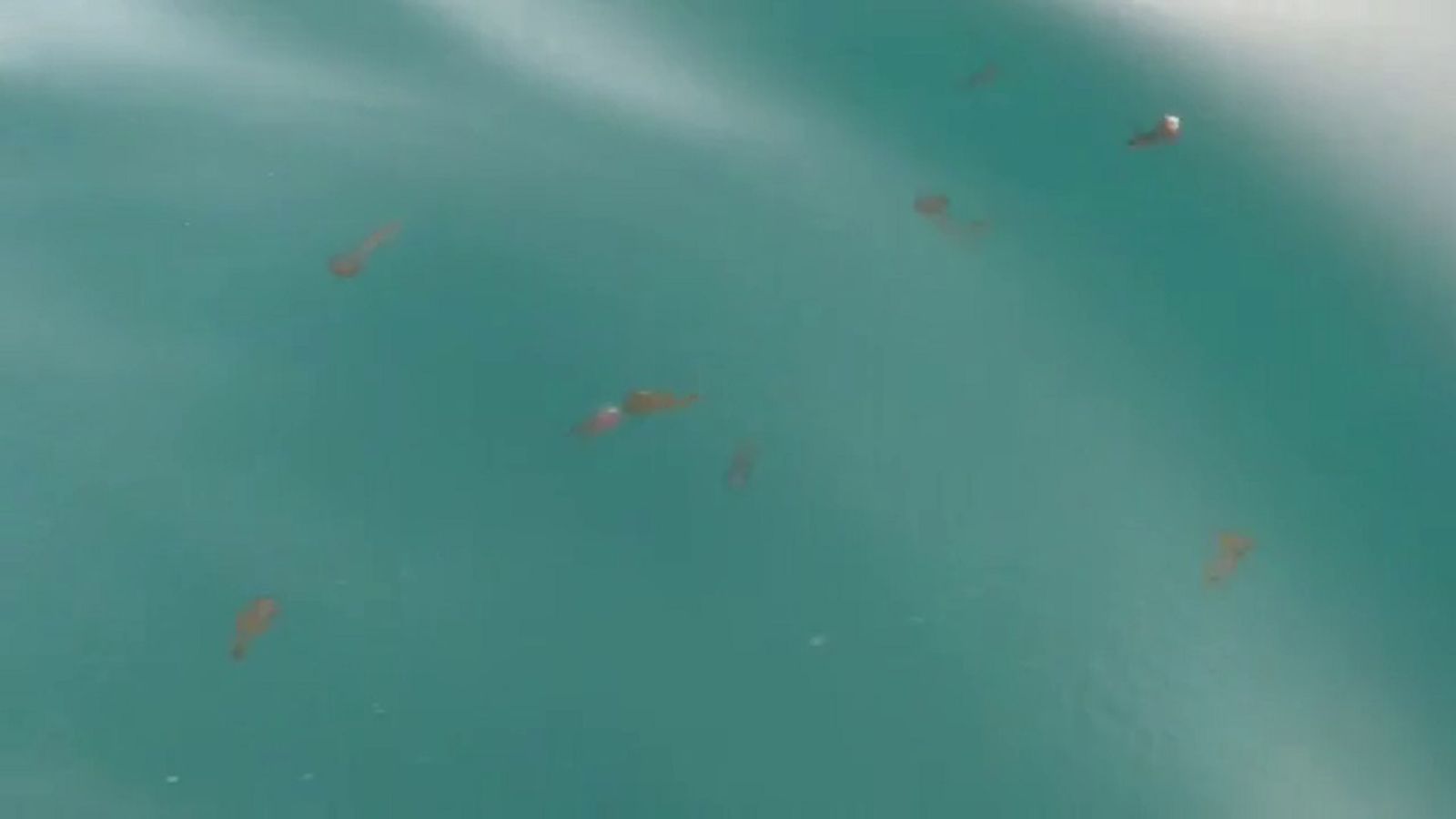 Medusas Puerto Málaga 1024