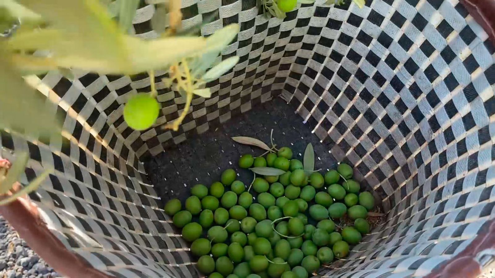 El paraíso de la aceituna manzanilla