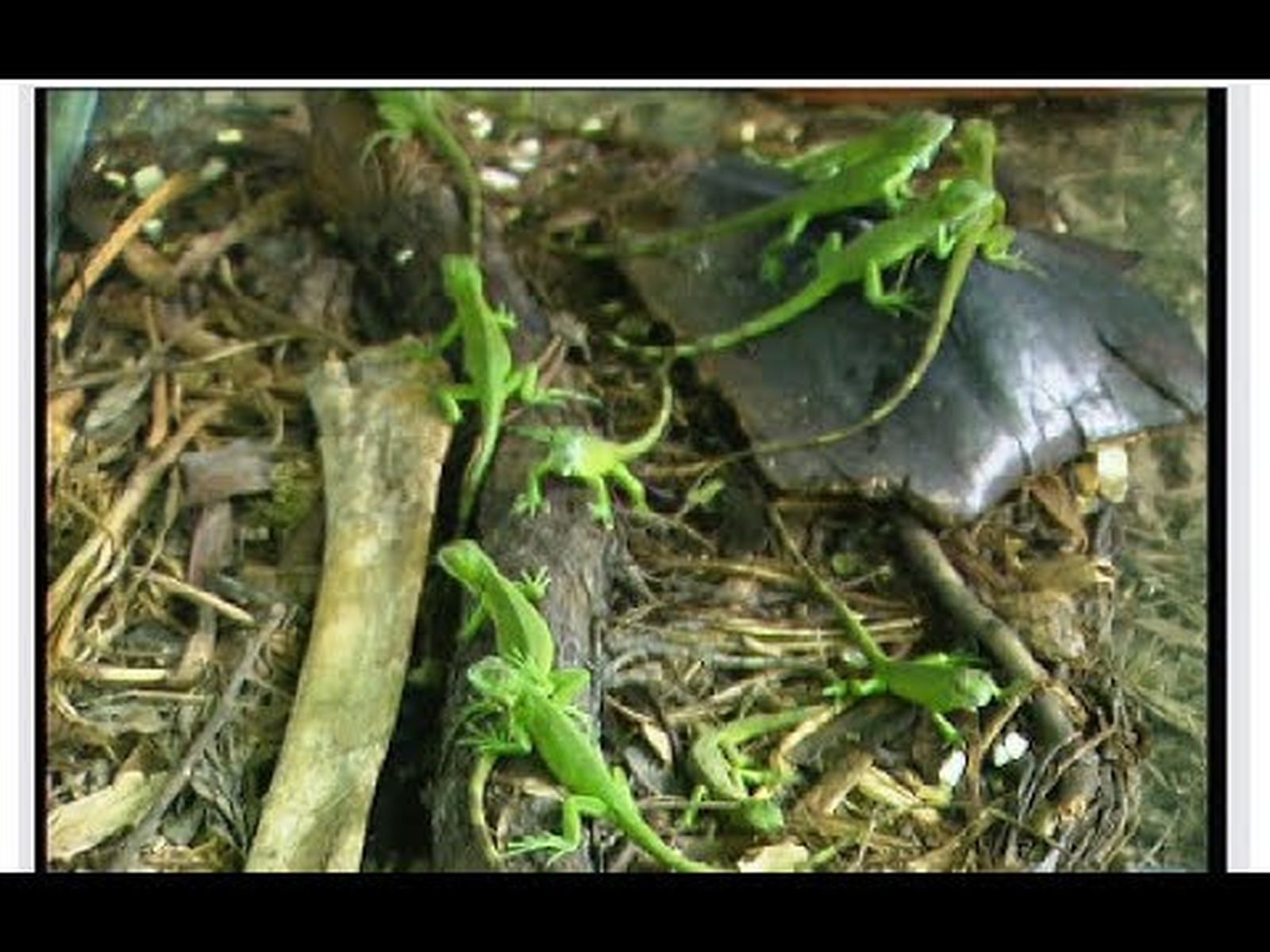 Expo 92: Pabellón de la Naturaleza