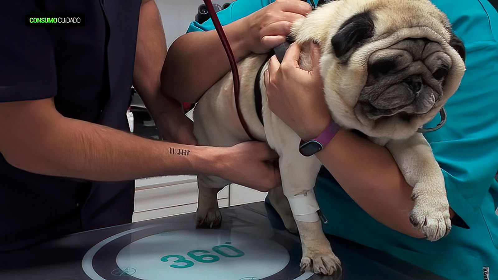 Consejos para que tu mascota esté feliz y sana