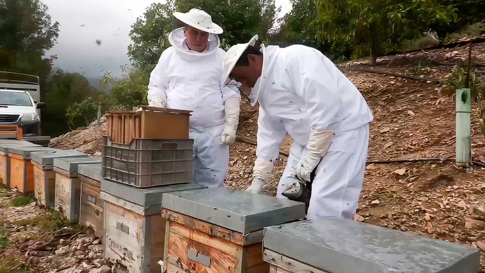 La miel de las colmenas trashumantes