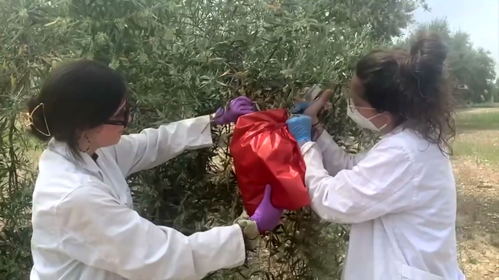 La investigación sobre el polen del olivo consigue reducir alergias y mejorar la nutrición