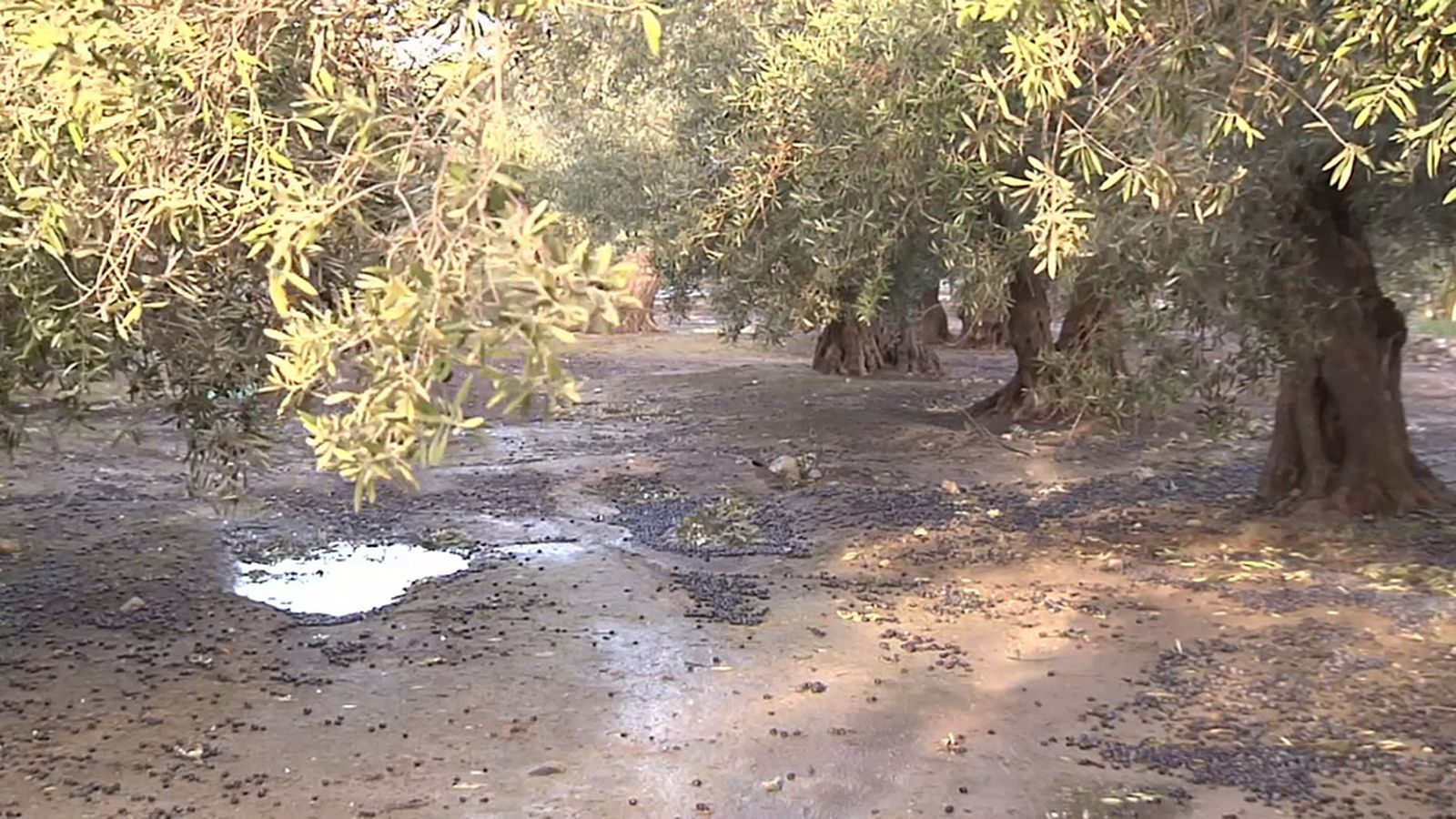 Termina la campaña de la aceituna con menos producción y más cara