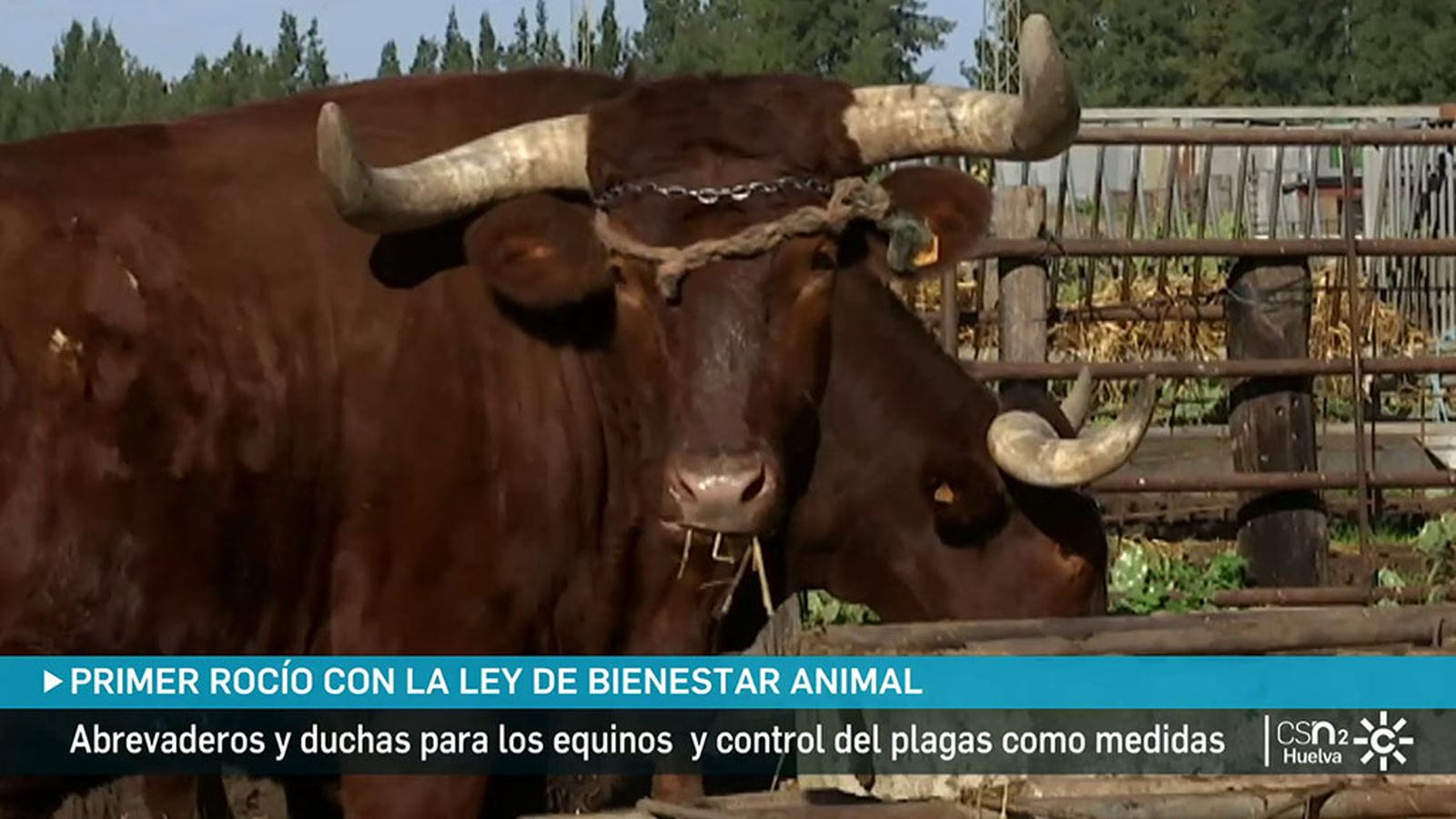 Bienestar animal en El Rocío