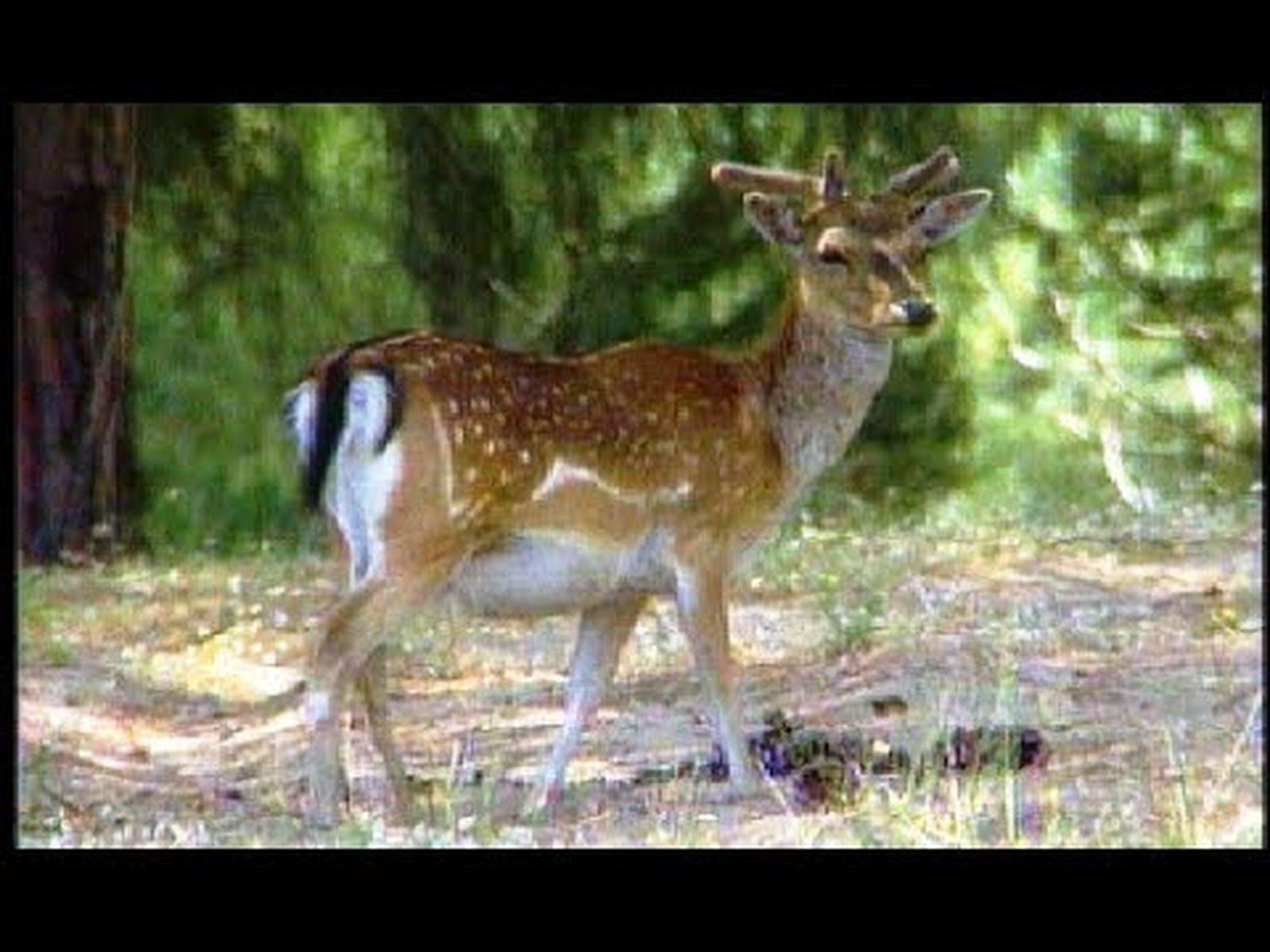 Expo 92: Día de honor de la Ecología - Doñana