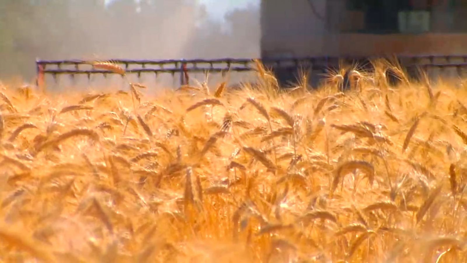 Andalucía registra una muy buena producción de cereal pero los precios son bajos