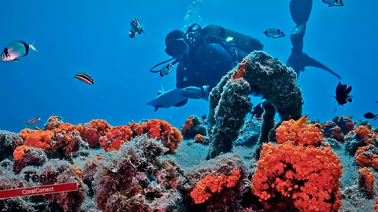 Conectar corales, proteger el Mediterráneo