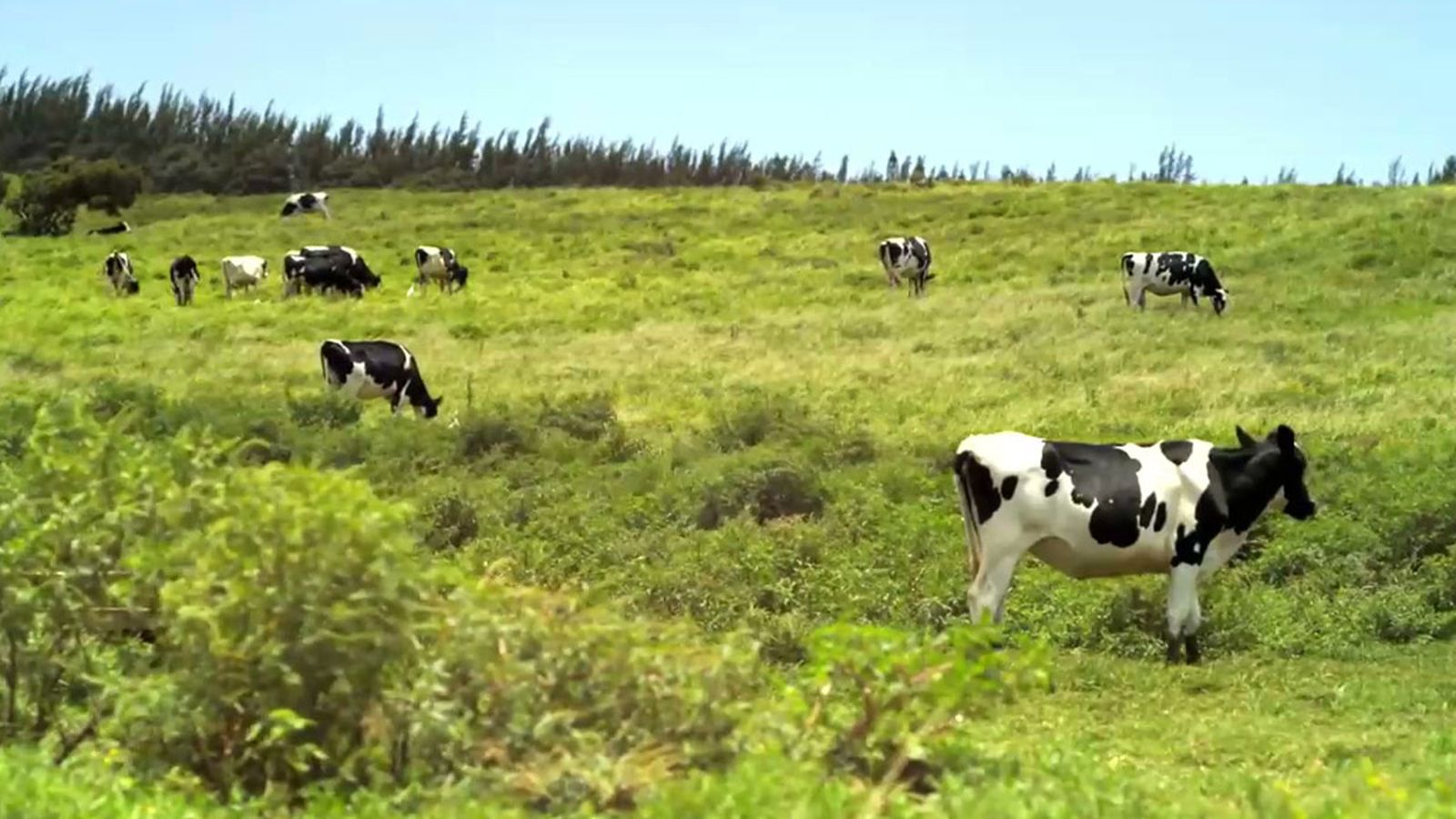 Reducir el metano que produce la ganadería rumiante, para un futuro más limpio